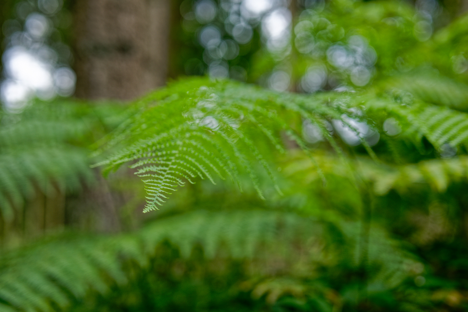 Details im Wald