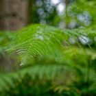 Details im Wald