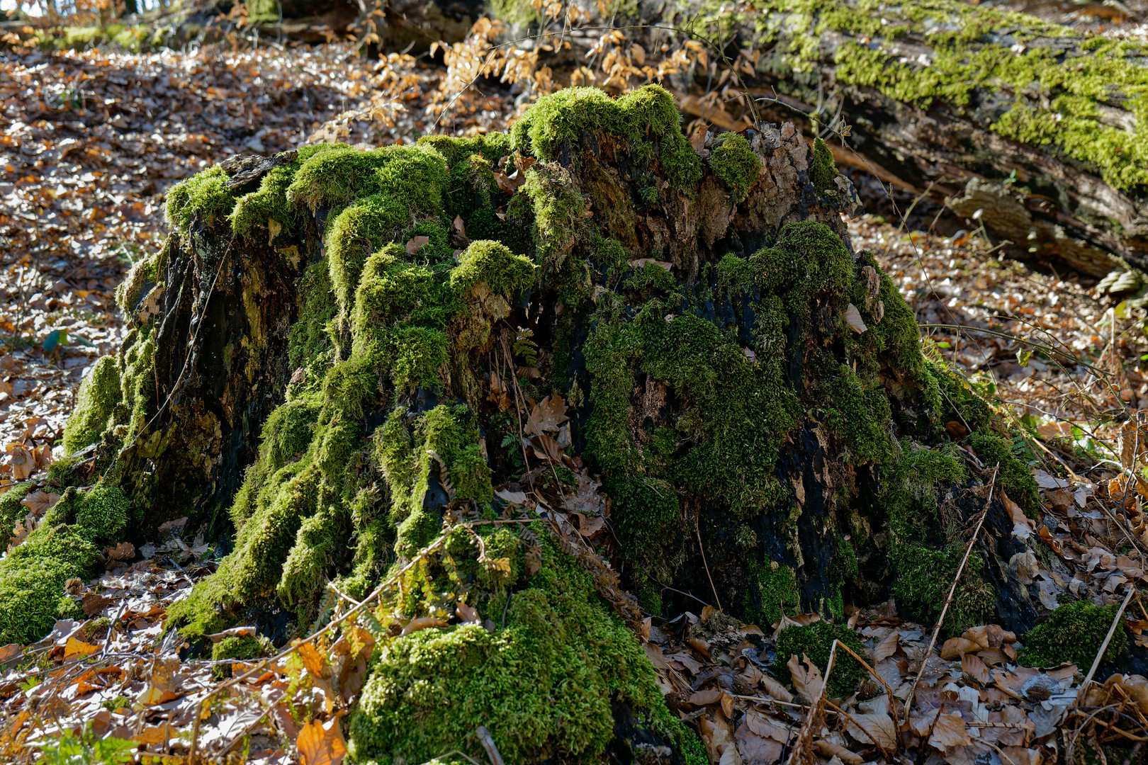 Details im Wald