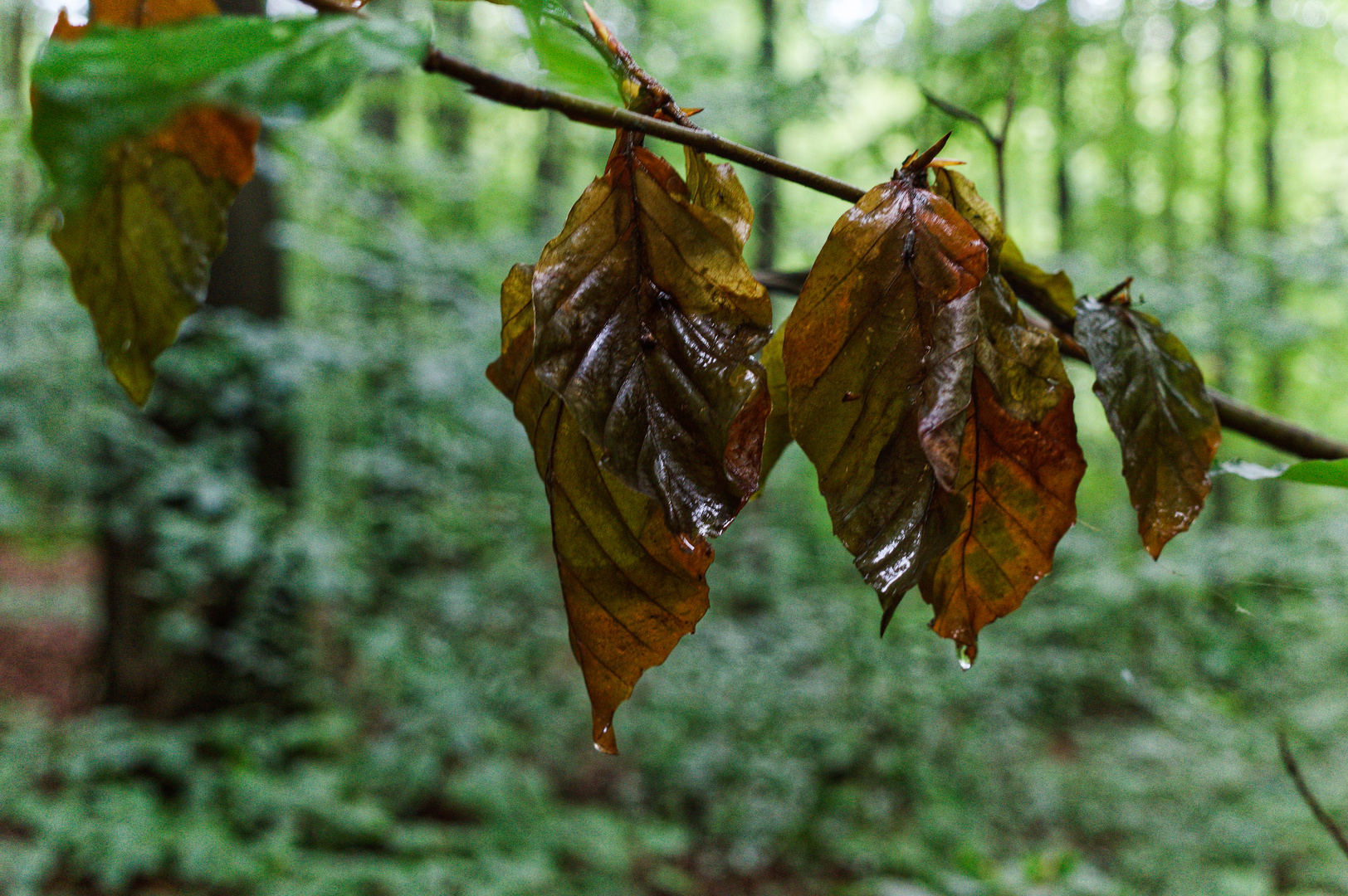 Details im Wald