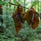 Details im Wald