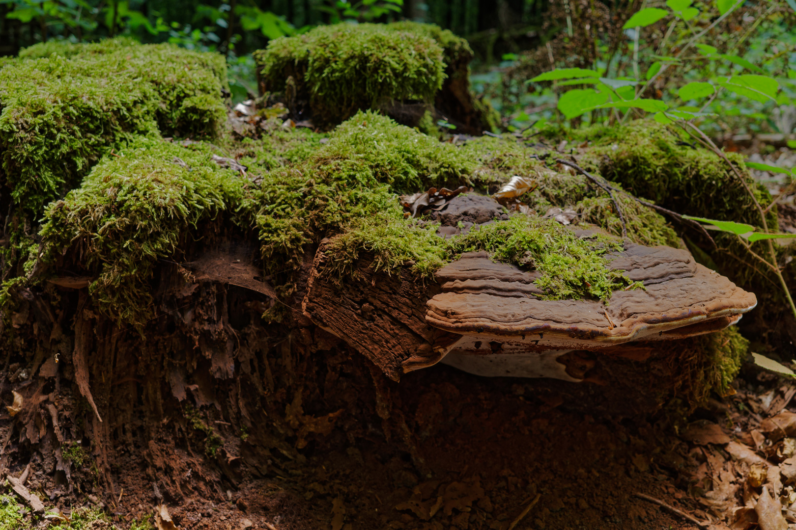 Details im Wald