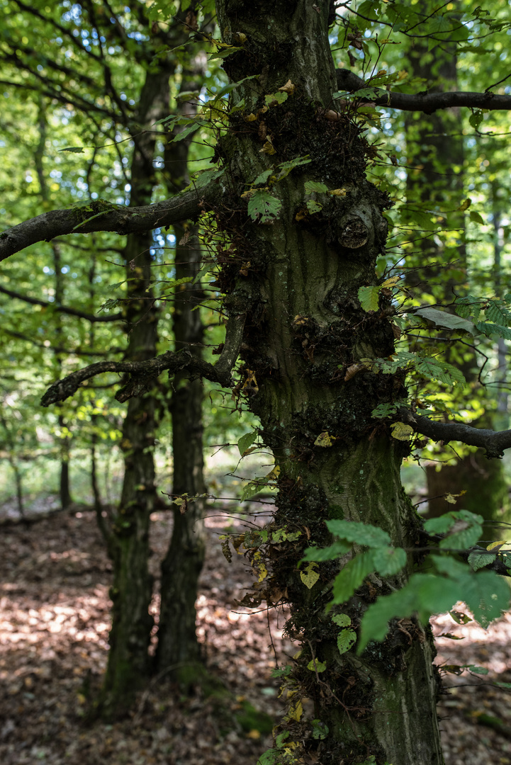 Details im Wald