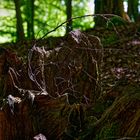 Details im Wald