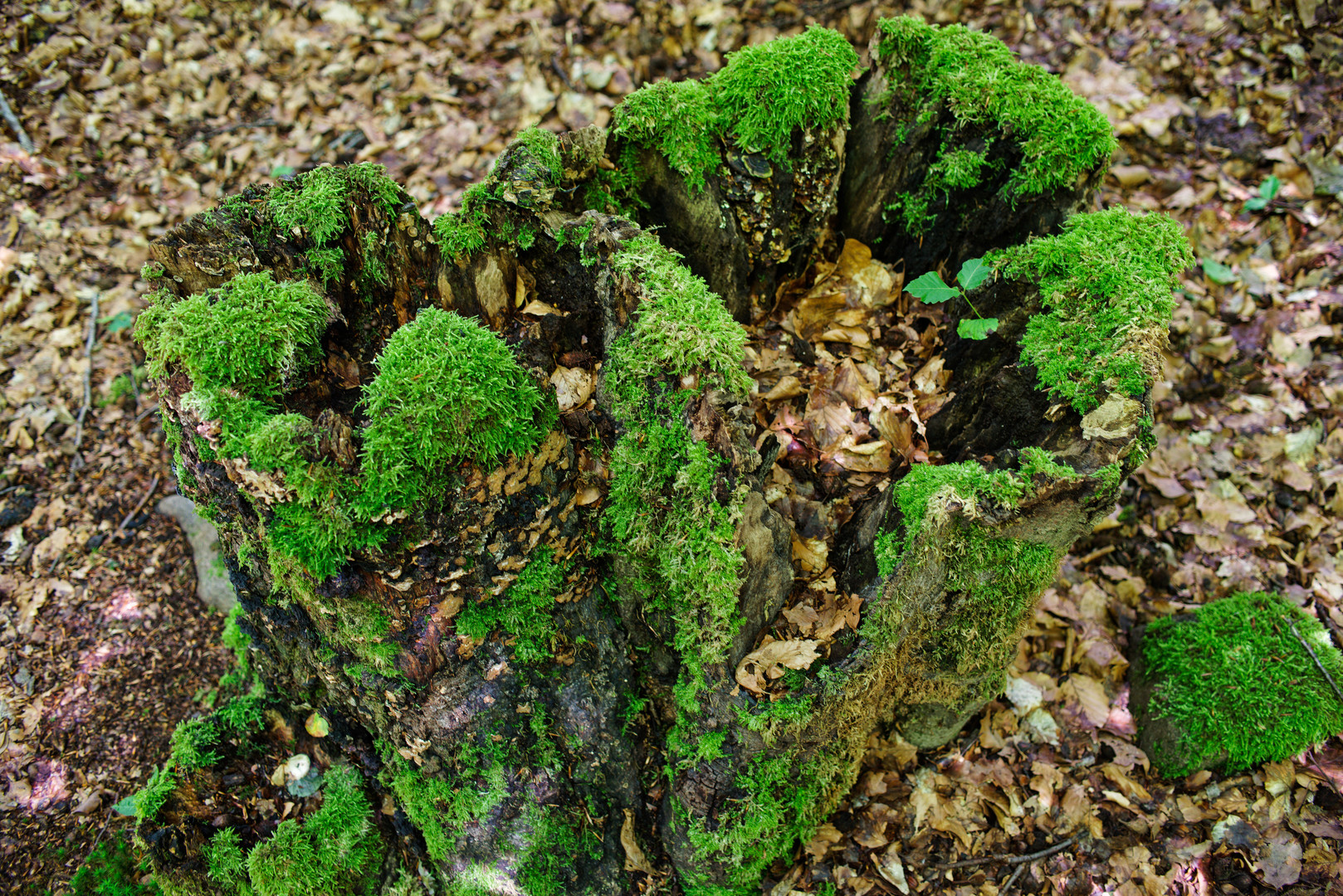 Details im Wald