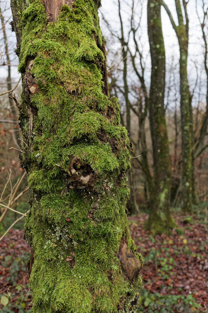 Details im Wald