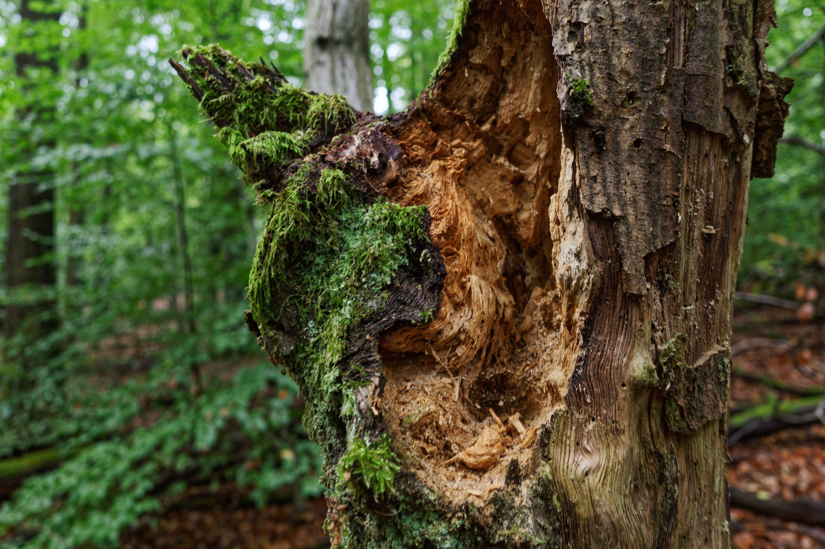 Details im Wald