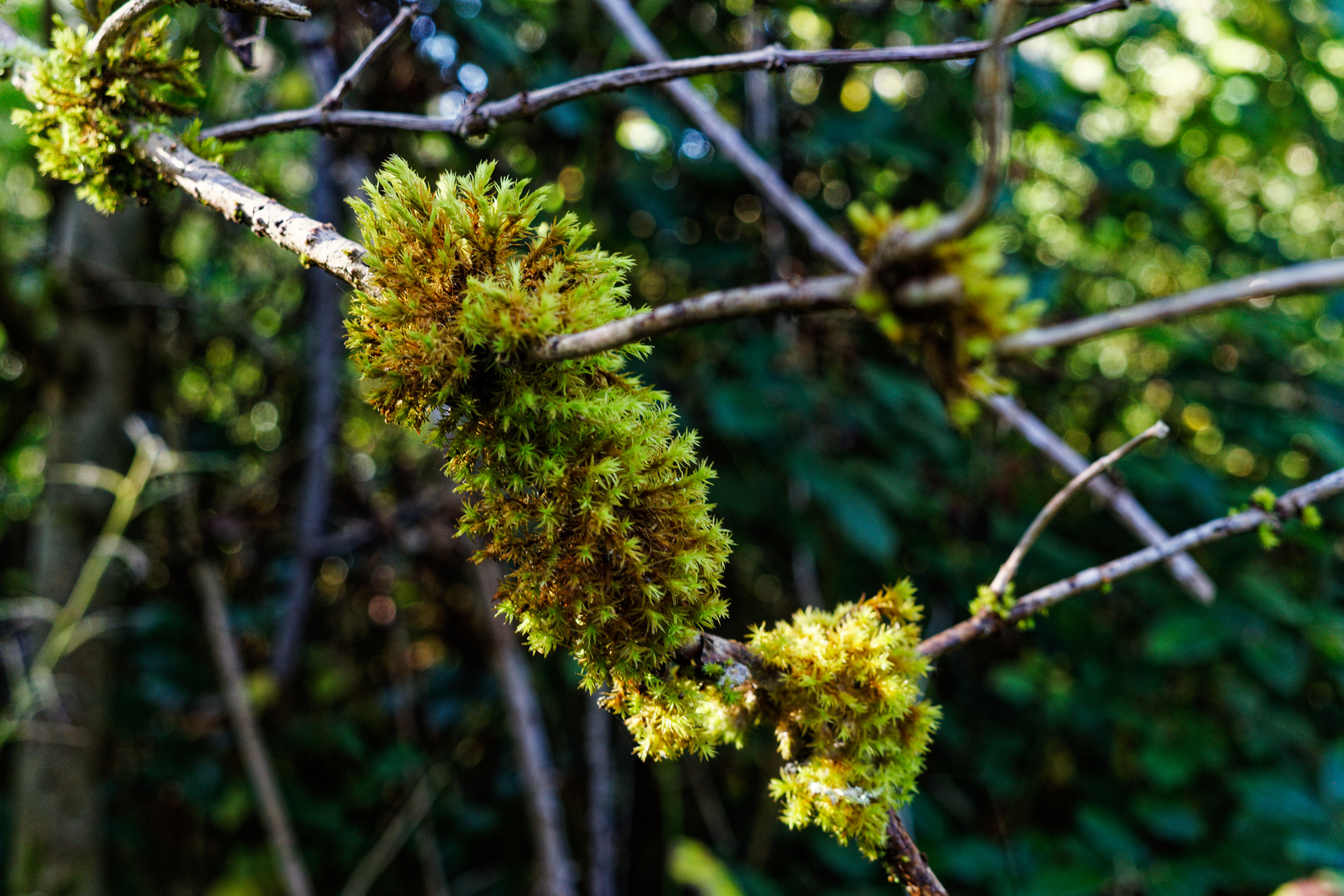 Details im Wald