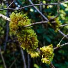 Details im Wald