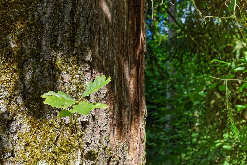 Details im Wald