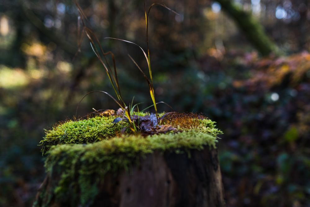 Details im Wald