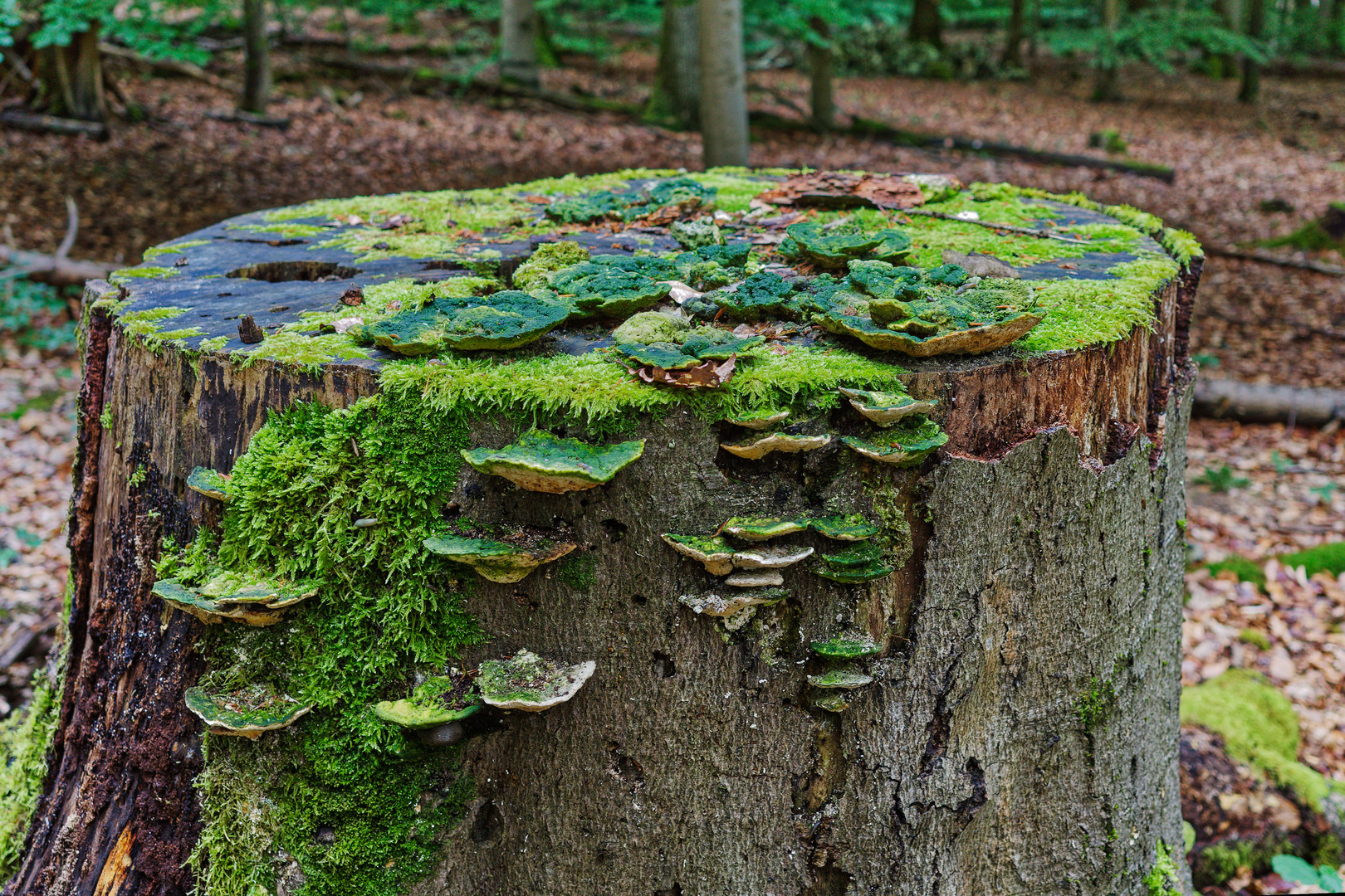 Details im Wald