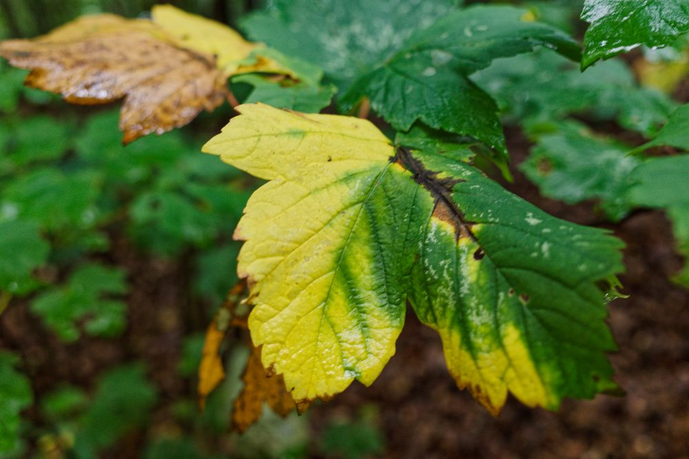 Details im Wald