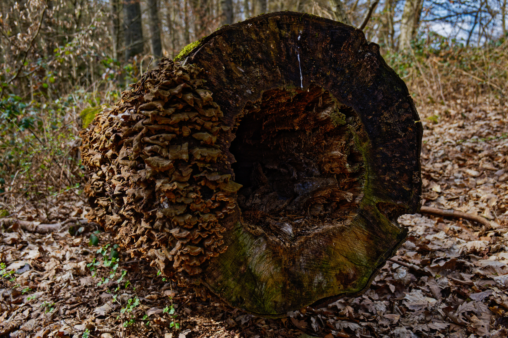 Details im Wald