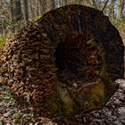 Details im Wald