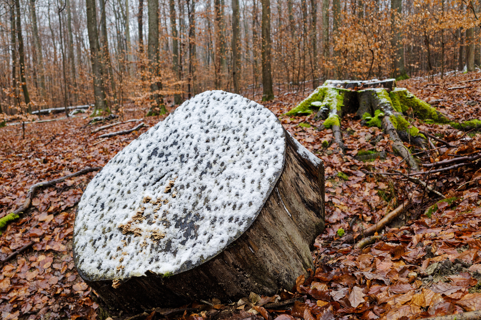 Details im Wald