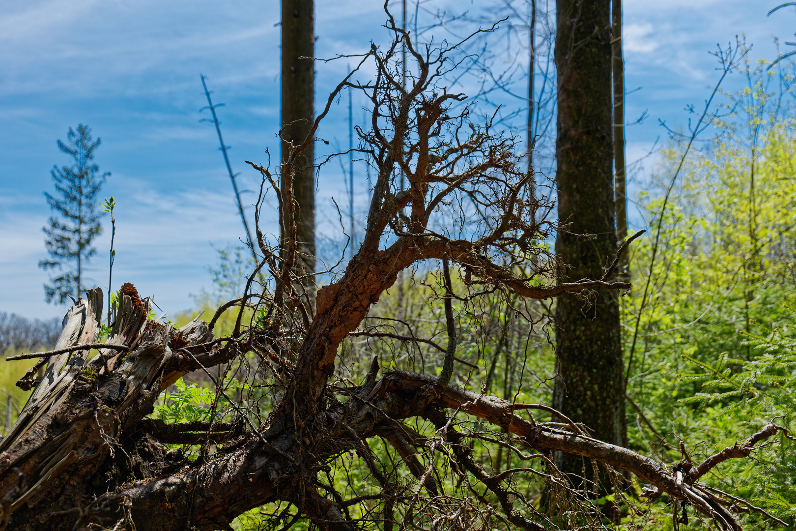 Details im Wald