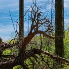 Details im Wald