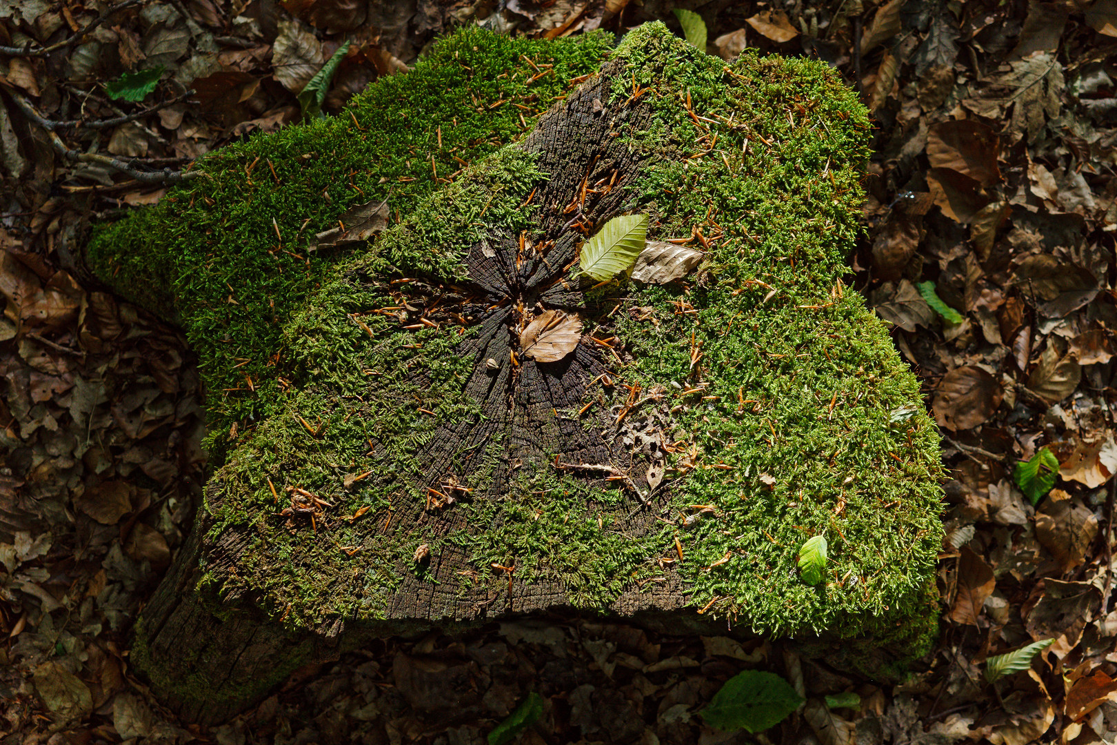 Details im Wald