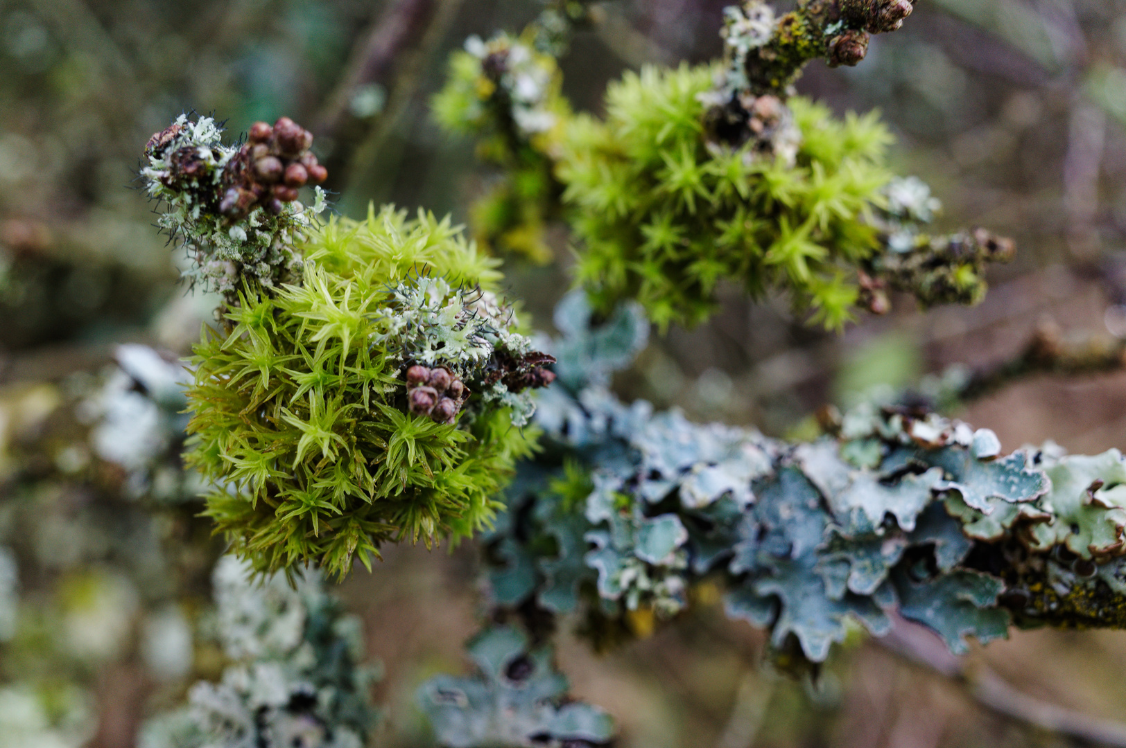 Details im Wald