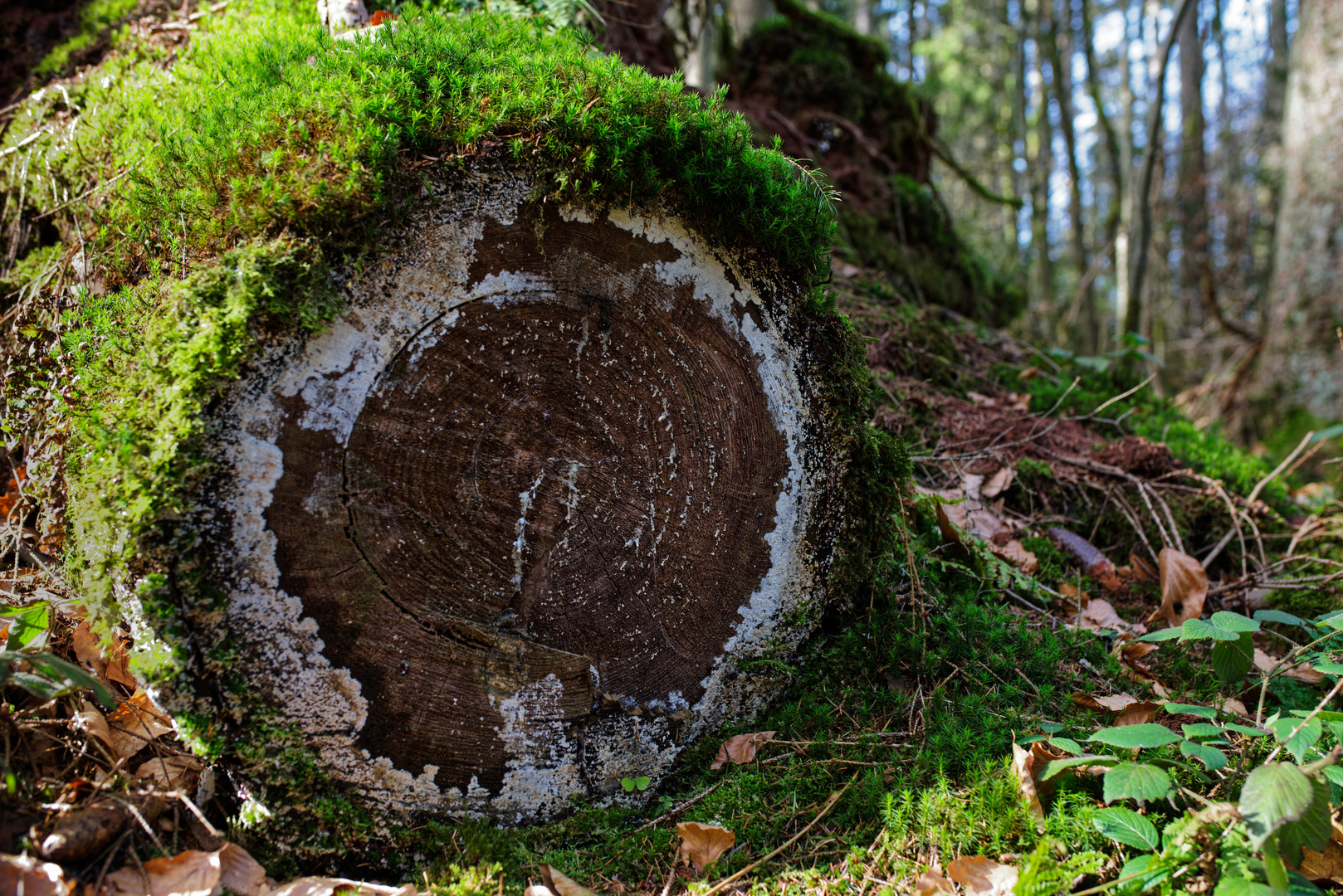 Details im Wald