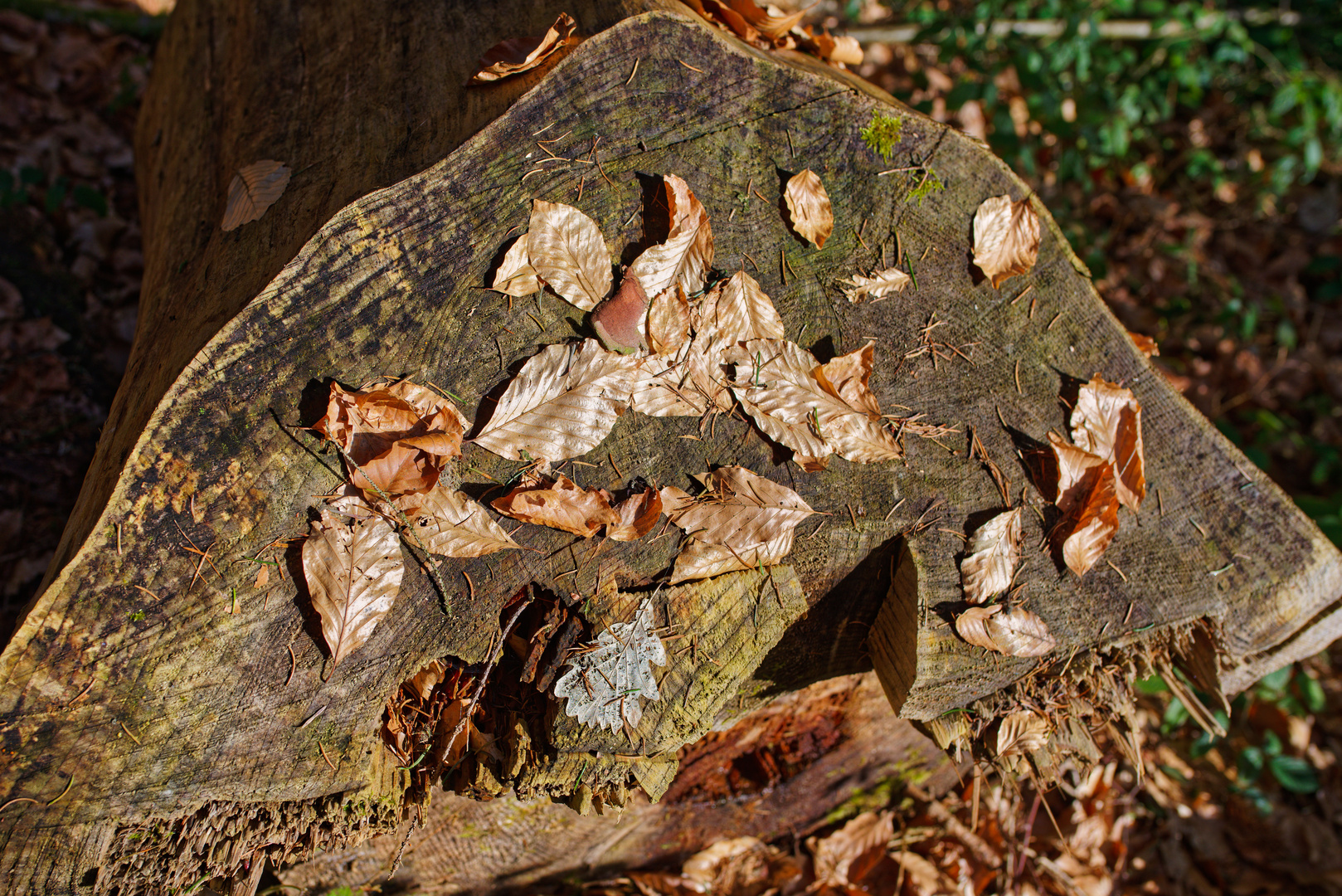 Details im Wald