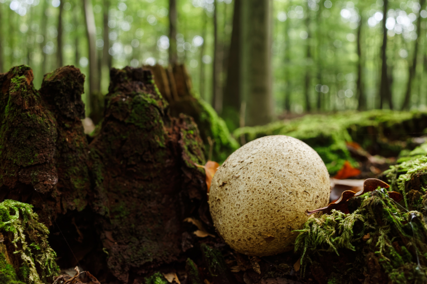 Details im Wald