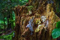 Details im Wald