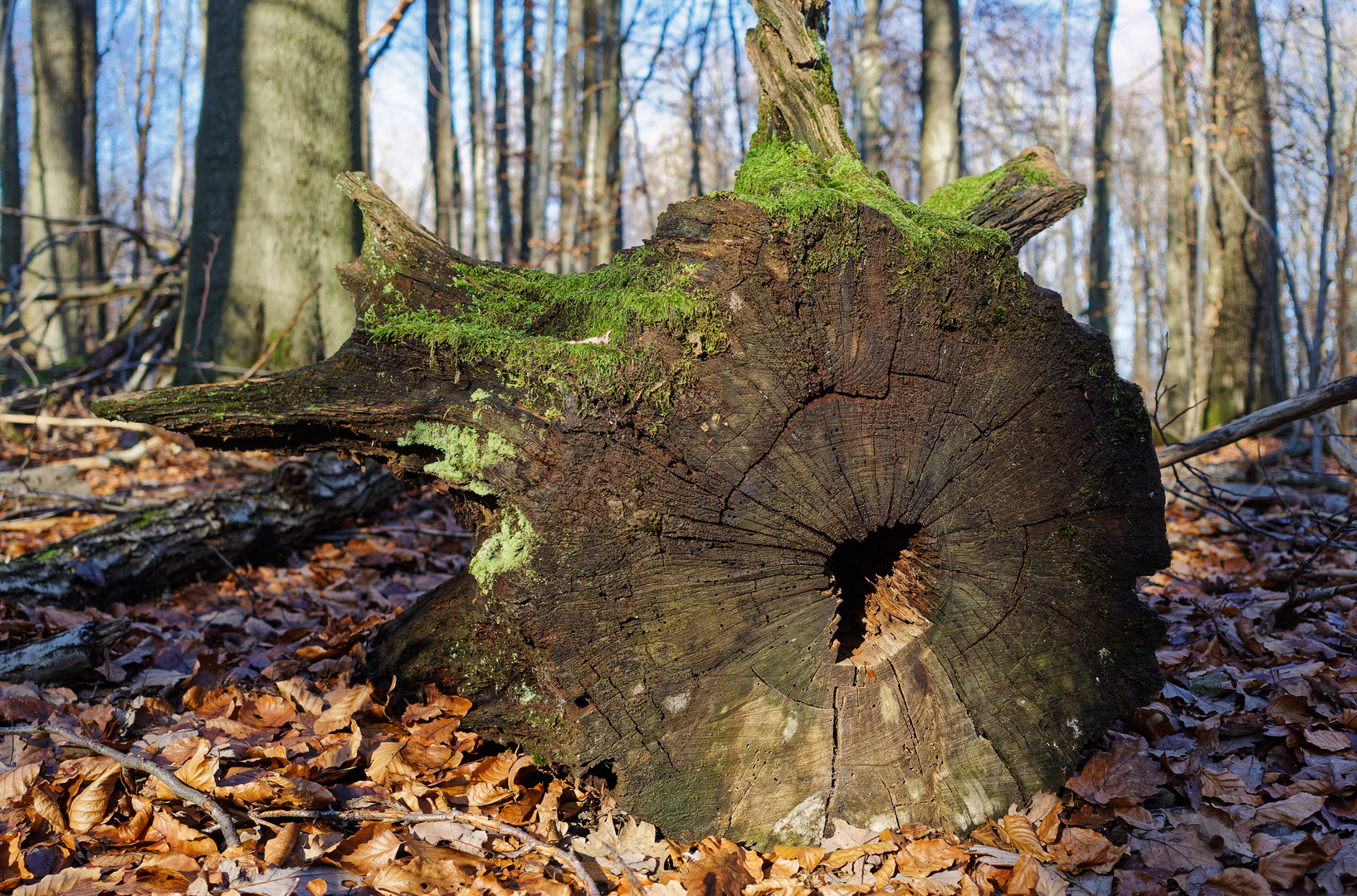 Details im Wald