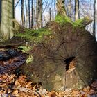 Details im Wald