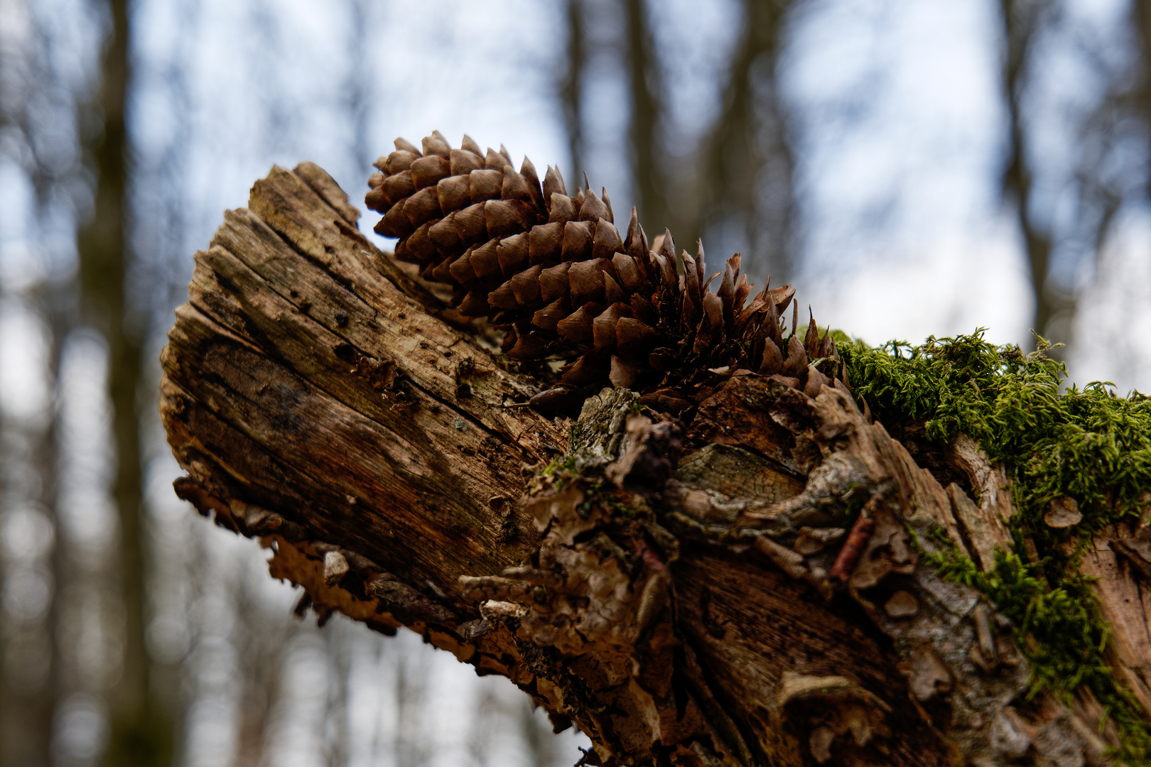 Details im Wald