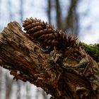 Details im Wald