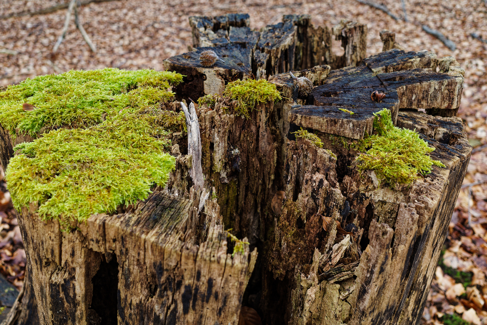 Details im Wald