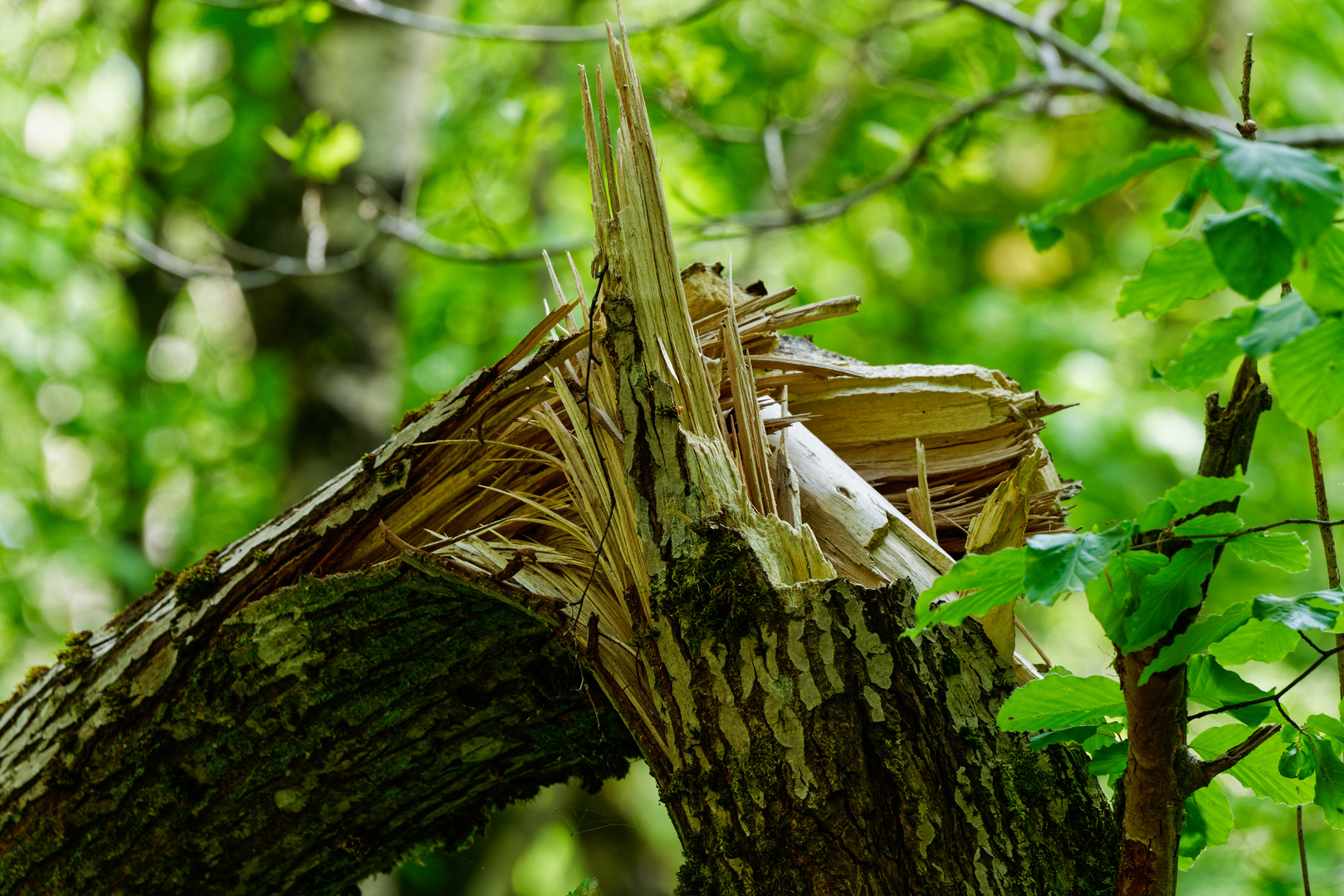 Details im Wald