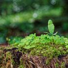 Details im Wald