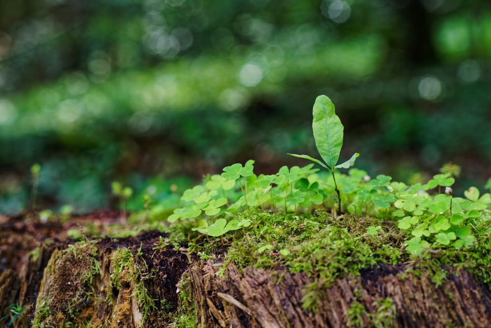 Details im Wald