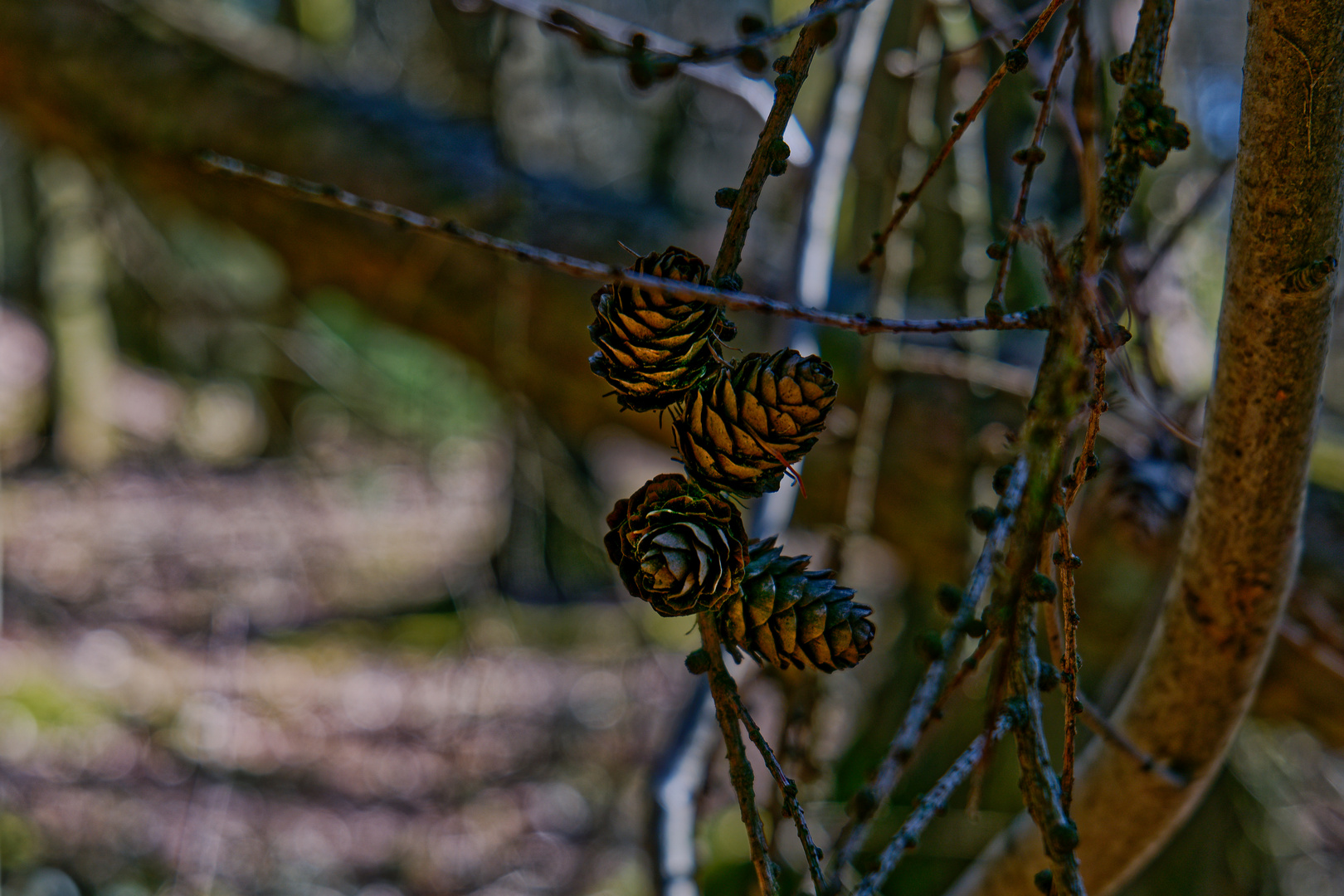 Details im Wald