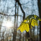 Details im Wald, hier: Ahornblätter