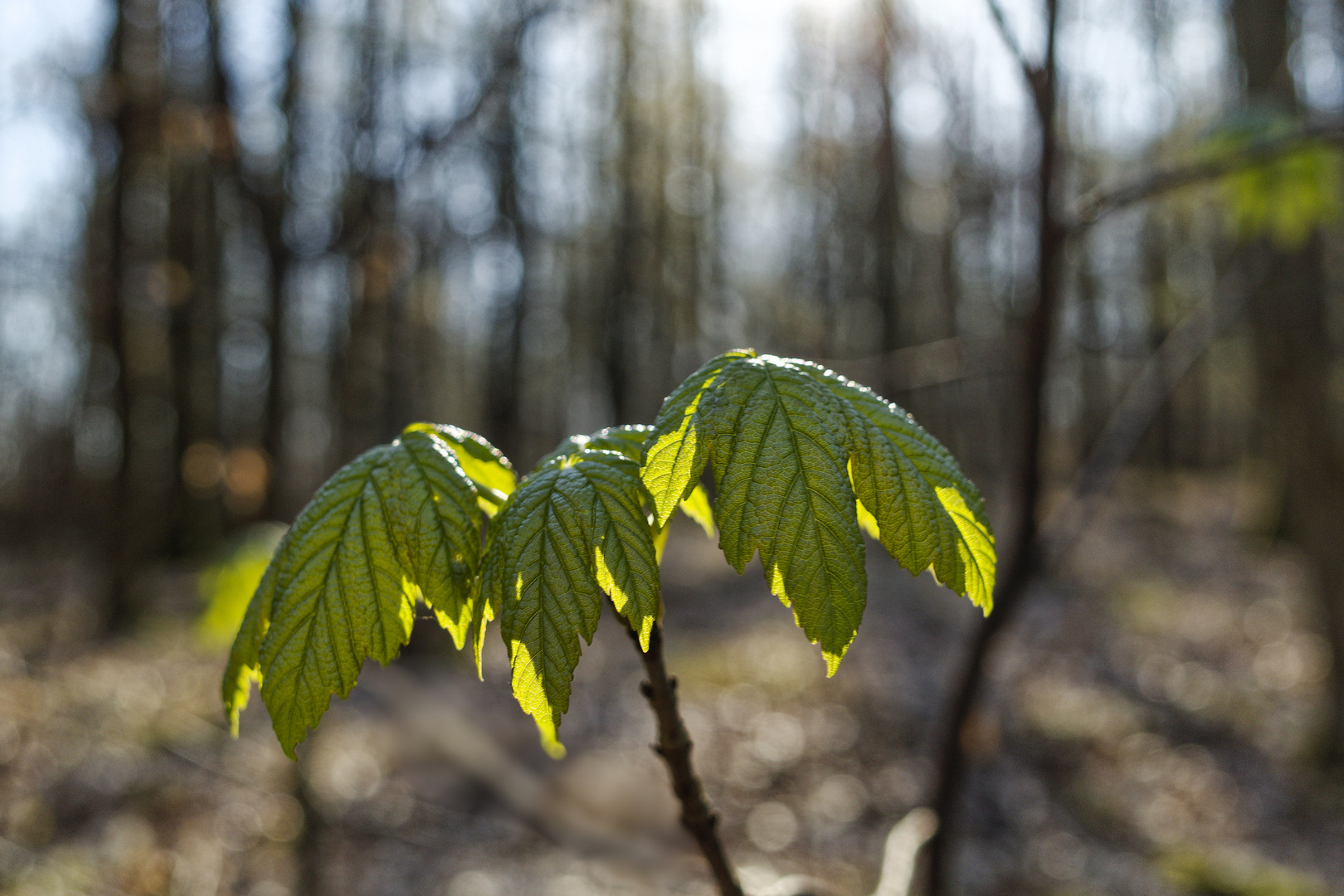 Details im Wald, hier: Ahornblätter