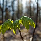 Details im Wald, hier: Ahornblätter