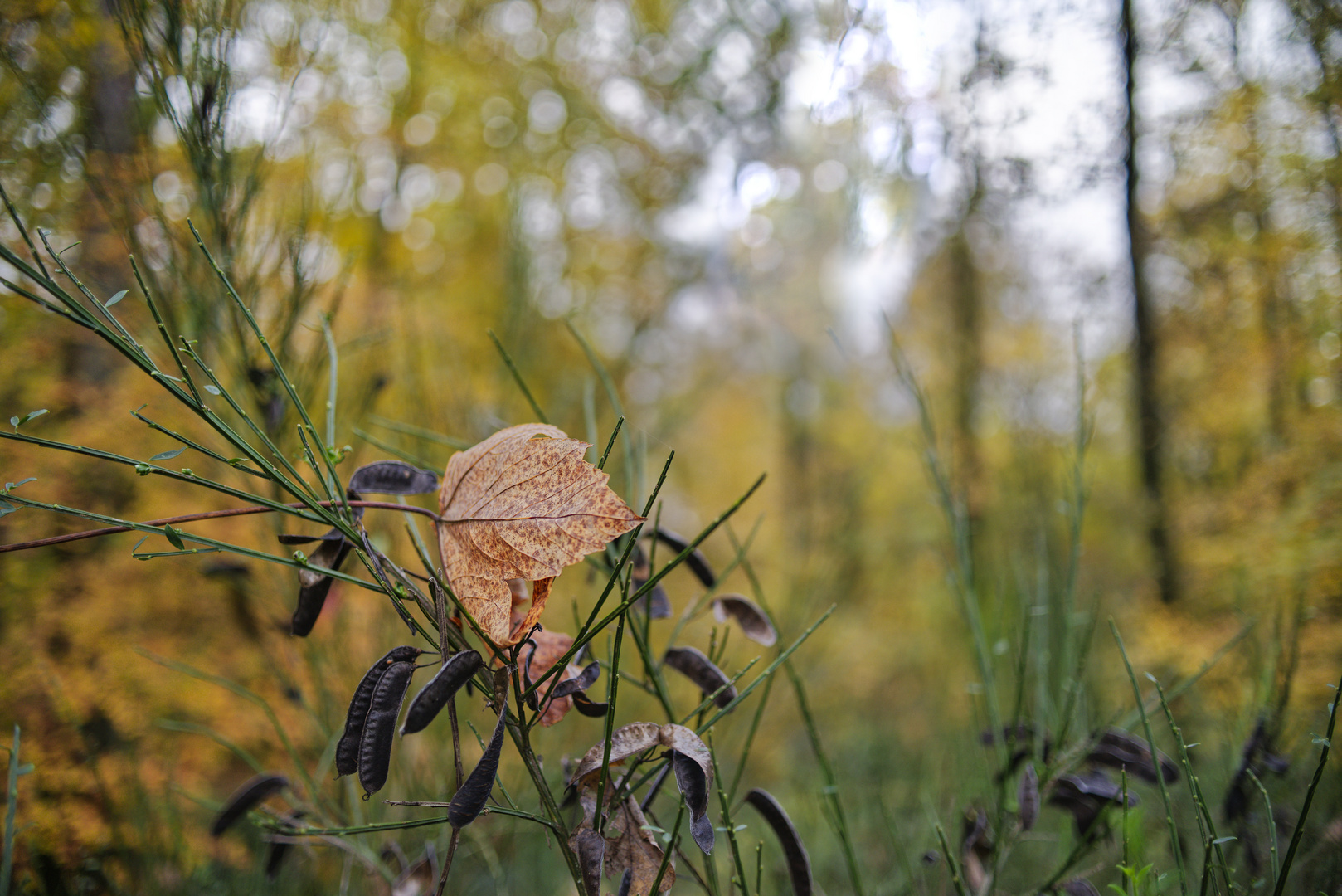 Details im Wald, hier: Ahornblatt im Ginsterzweig