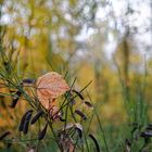 Details im Wald, hier: Ahornblatt im Ginsterzweig