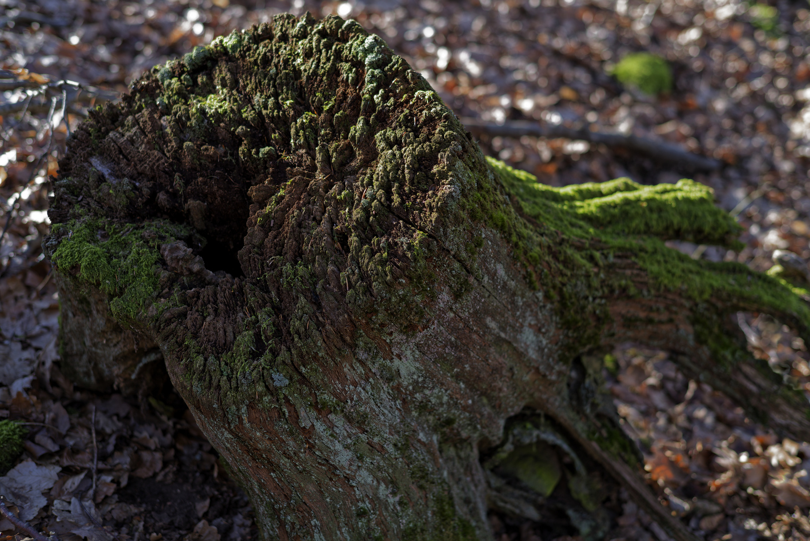 Details im Wald, hier: alter morscher Baumstumpf mit Flechten und Moos