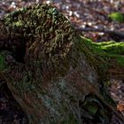 Details im Wald, hier: alter morscher Baumstumpf mit Flechten und Moos