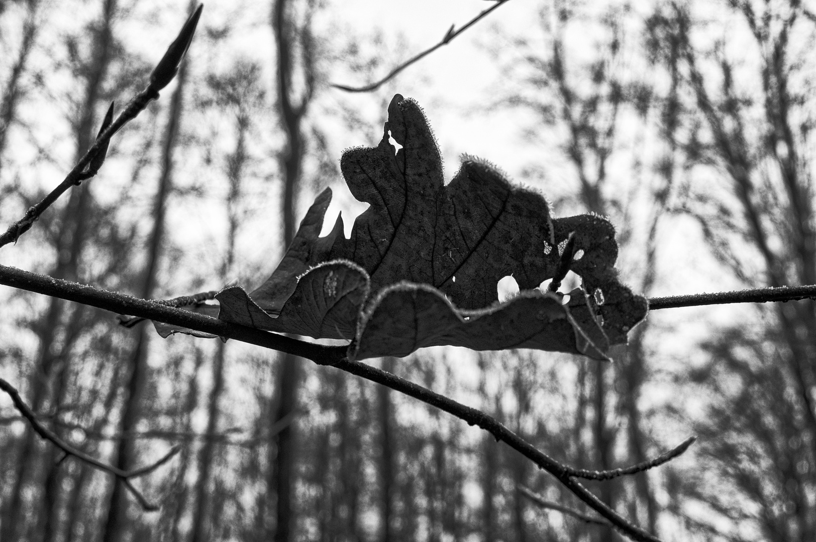 Details im Wald, hier: aufgefangen