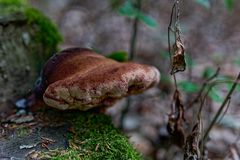 Details im Wald, hier: Baumpilz