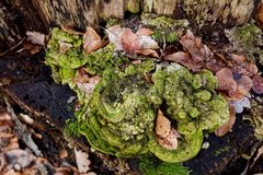 Details im Wald, hier: Baumpilz auf Buchenbaumstumpf