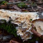 Details im Wald, hier: Baumpilz auf morschem Buchenast