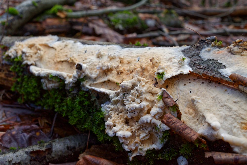 Details im Wald, hier: Baumpilz auf morschem Buchenast