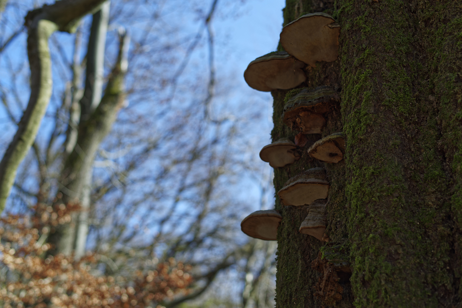 Details im Wald, hier: Baumpilze auf Buchenstamm